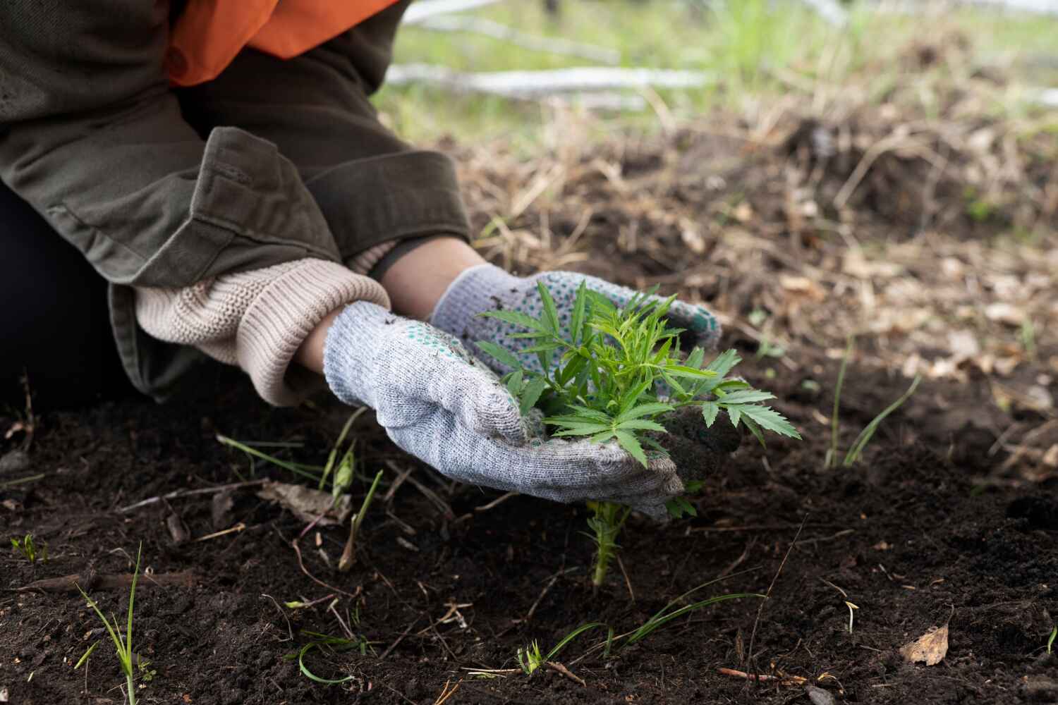 The Steps Involved in Our Tree Care Process in Holly Ridge, NC